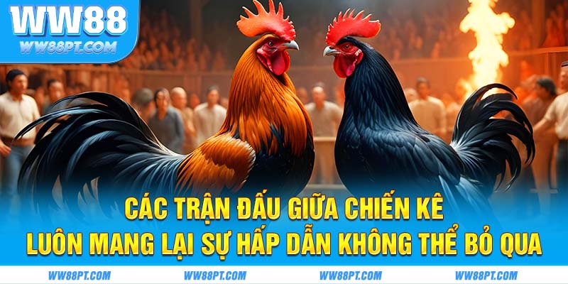 Các trận đấu giữa chiến kê luôn mang lại sự hấp dẫn không thể bỏ qua