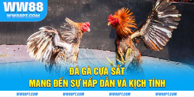 Đá gà cựa sắt mang đến sự hấp dẫn và kịch tính