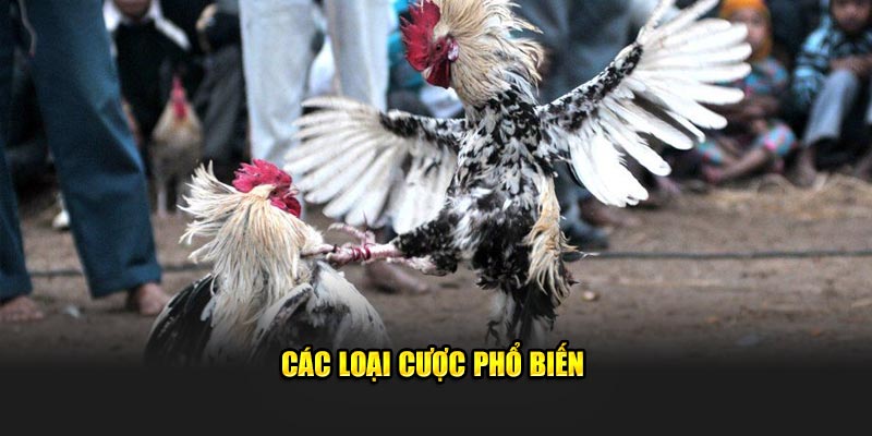 Các loại cược phổ biến