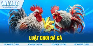 Luật chơi đá gà