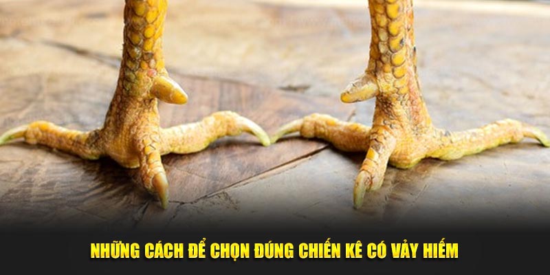 Những cách để chọn đúng chiến kê quý tại WW88