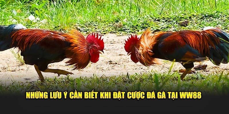  Những lưu ý cần biết khi đặt cược đá gà tại WW88