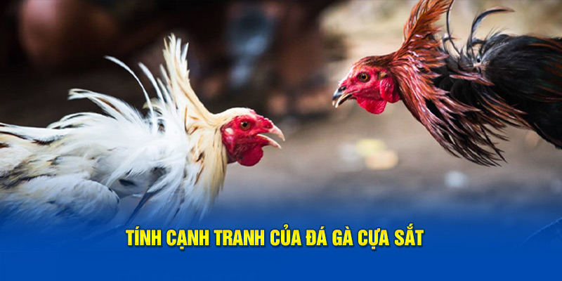 Tính cạnh tranh của đá gà cựa sắt  